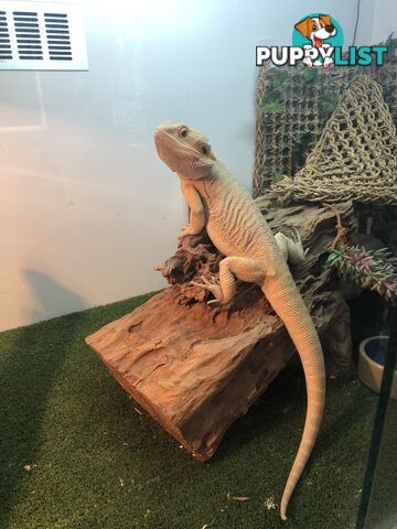 Bearded dragon and complete set up