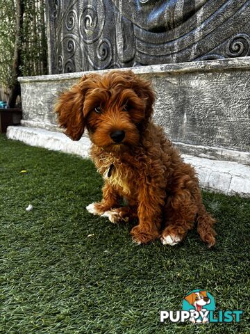 Female Toy Cavoodle for sale