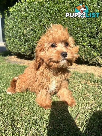 Red cavoodles