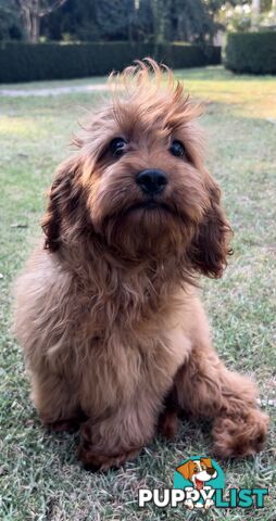 Red cavoodles