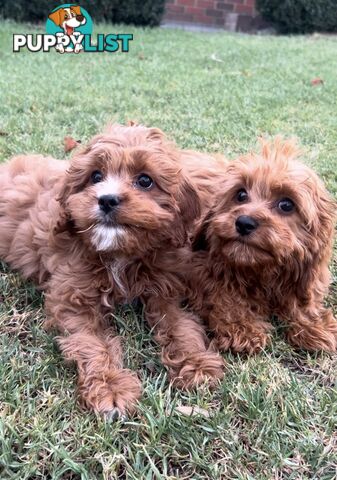 Red cavoodles