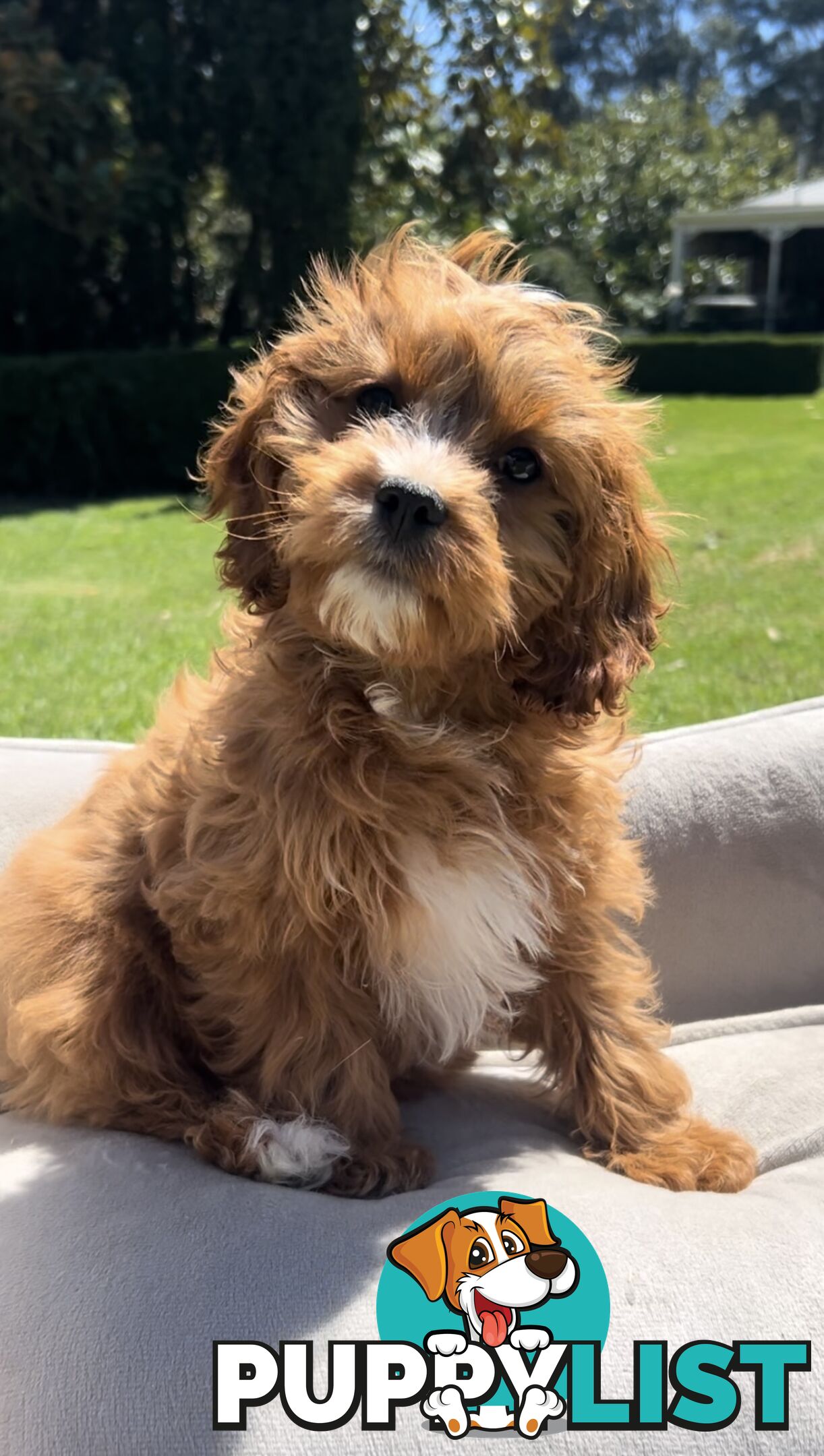 Red cavoodles