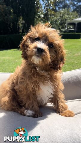 Red cavoodles