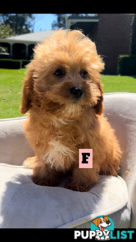 Red cavoodles