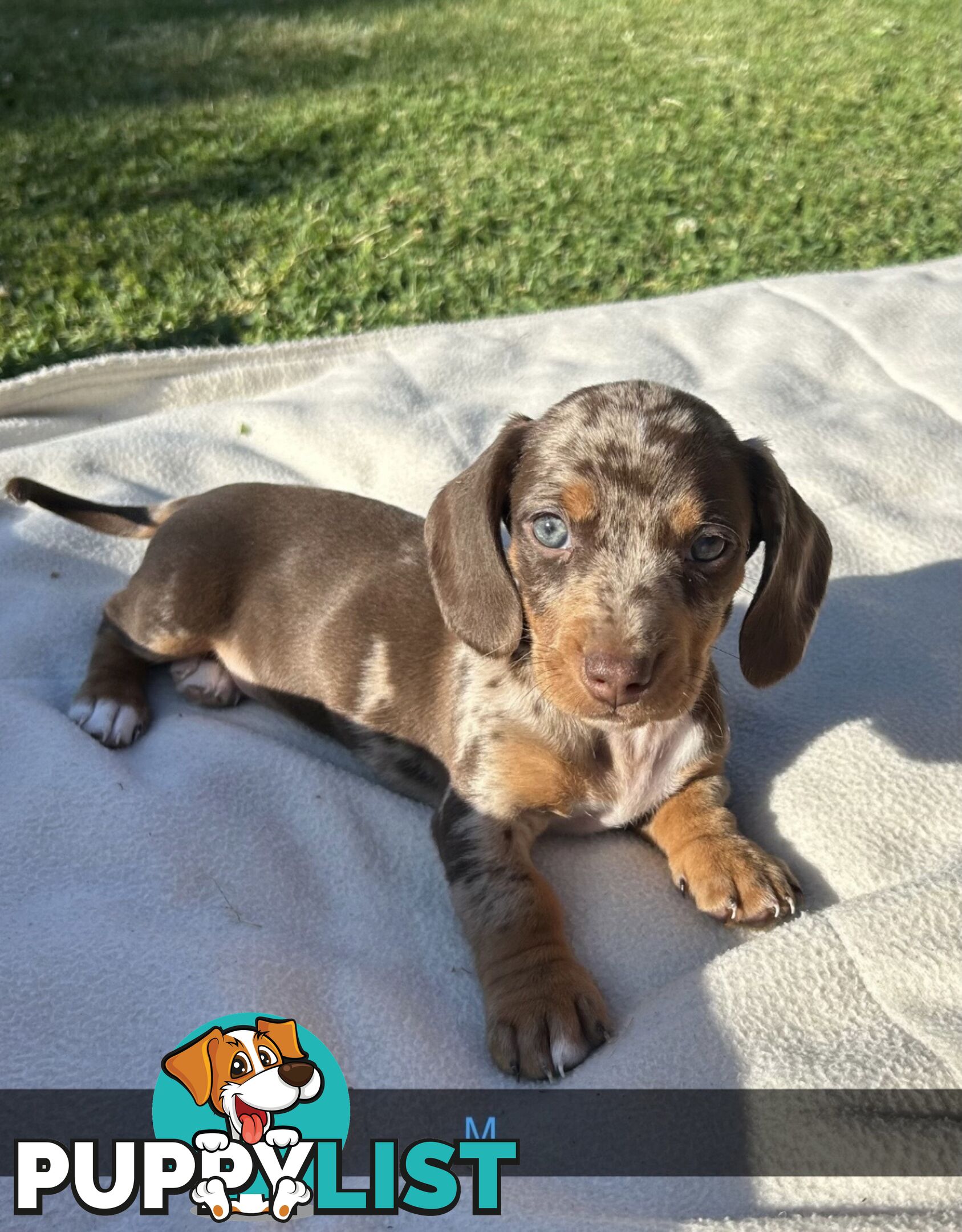 Stunning dapple dachshund