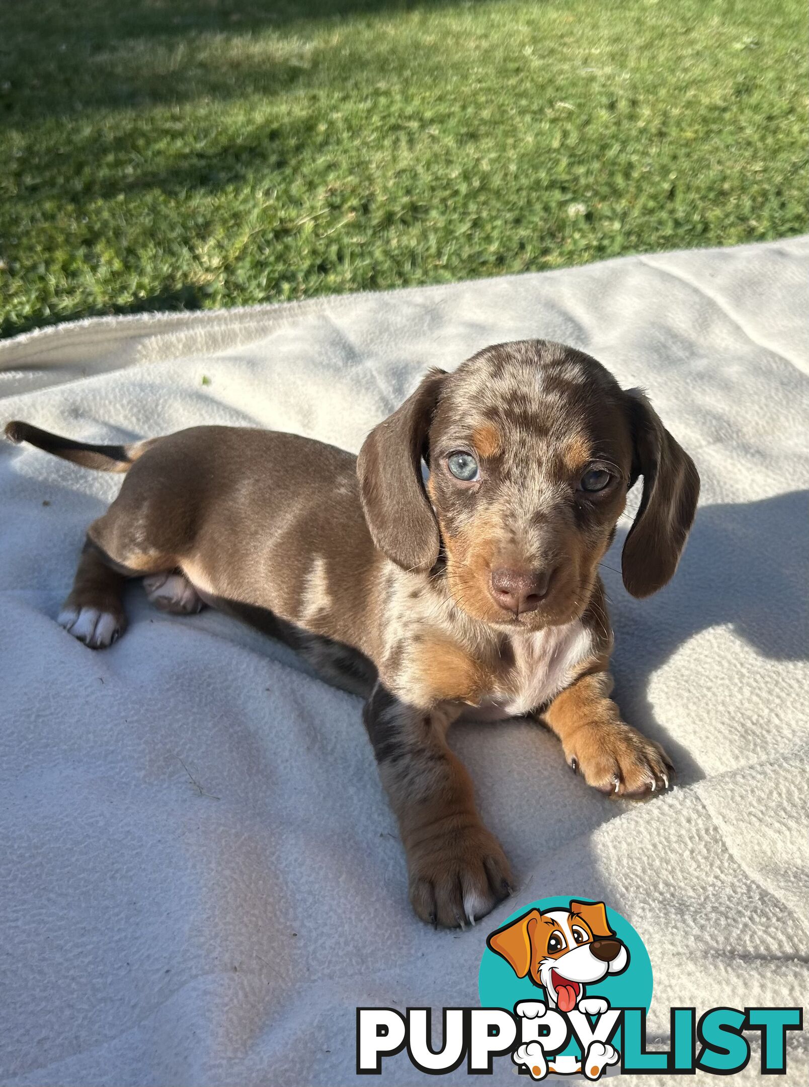 Stunning dapple dachshund