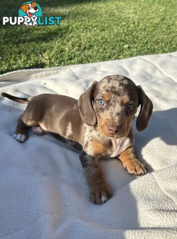 Stunning dapple dachshund