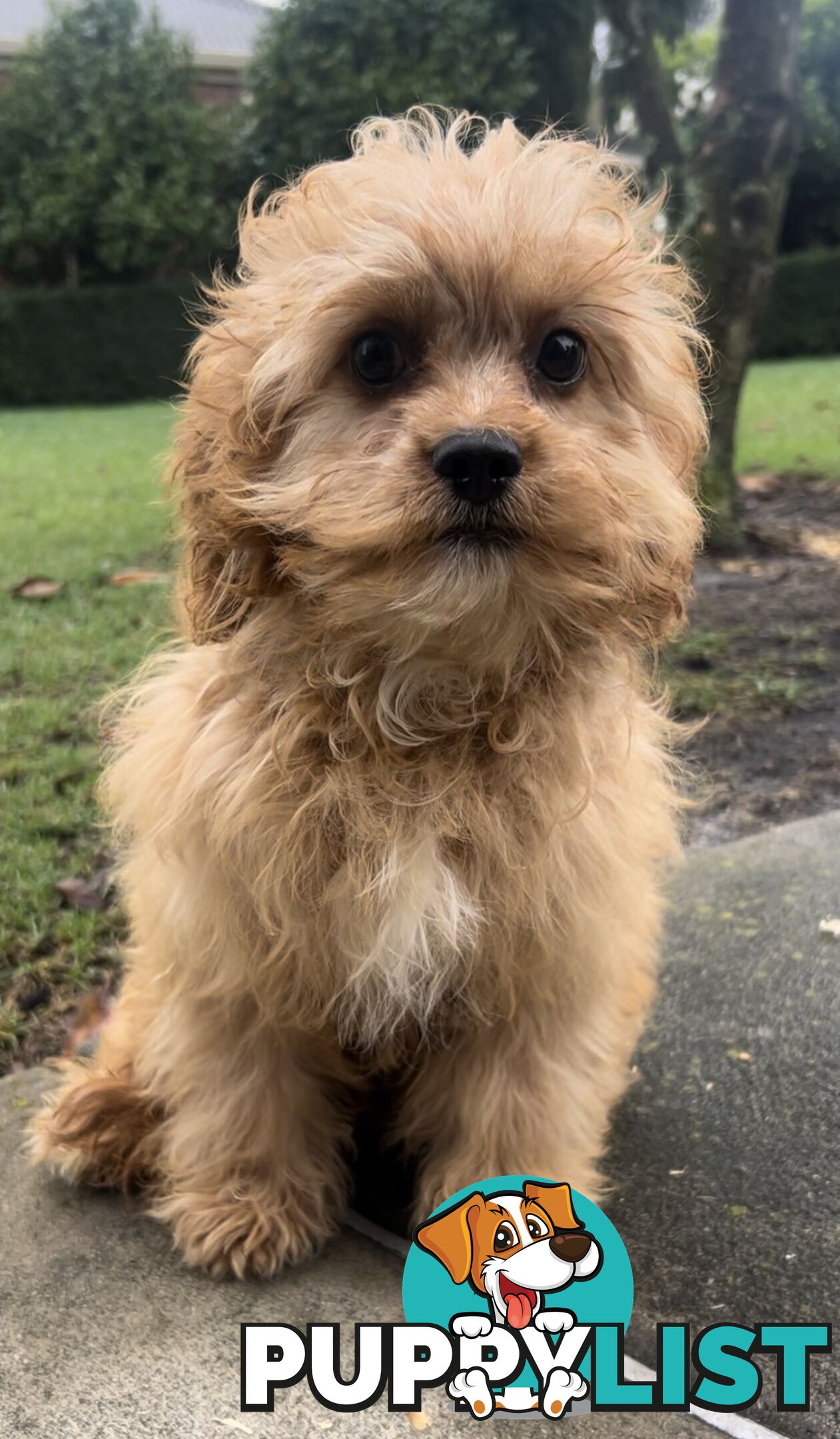 Beautiful cavoodles
