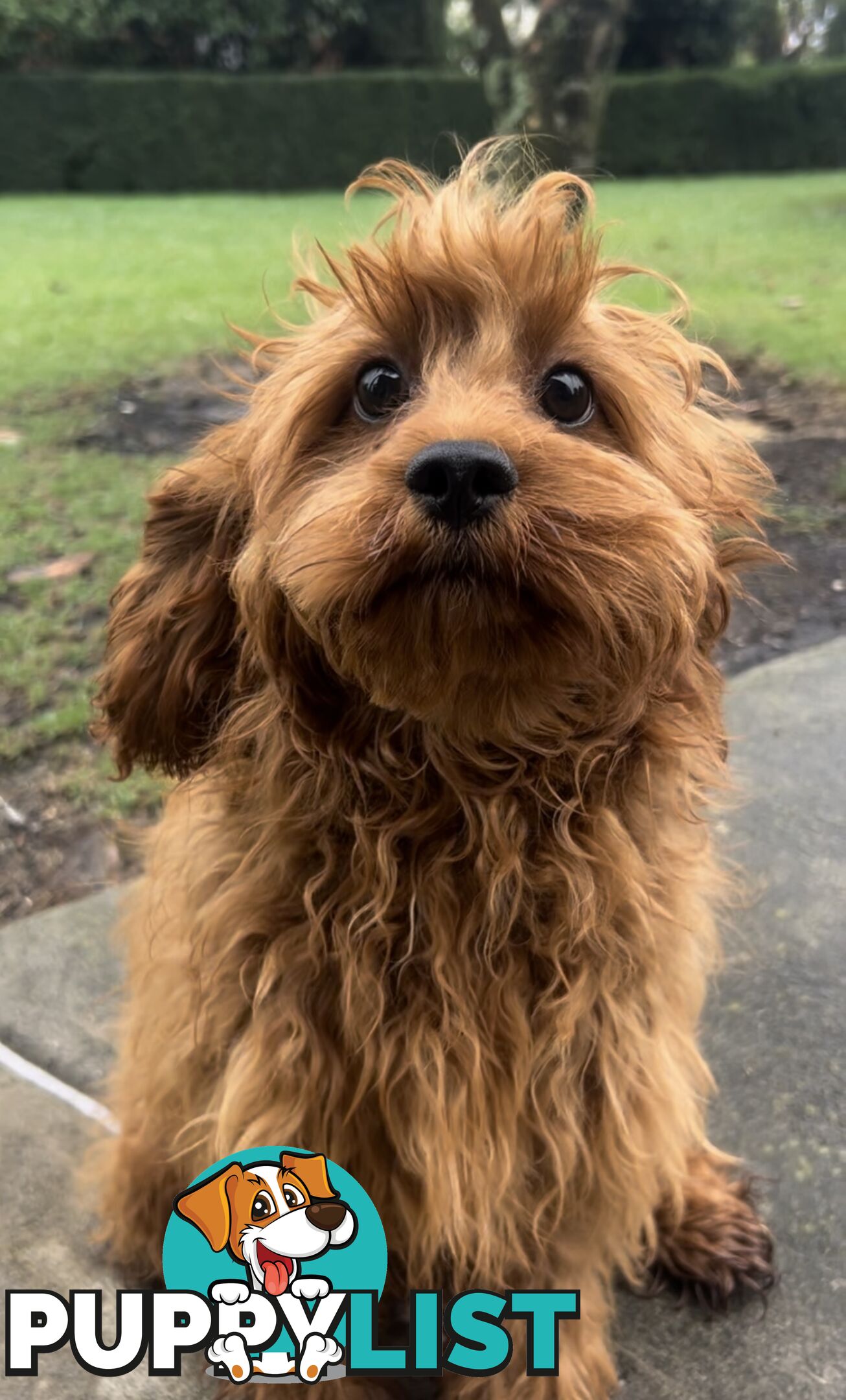 Beautiful cavoodles