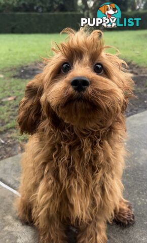 Beautiful cavoodles