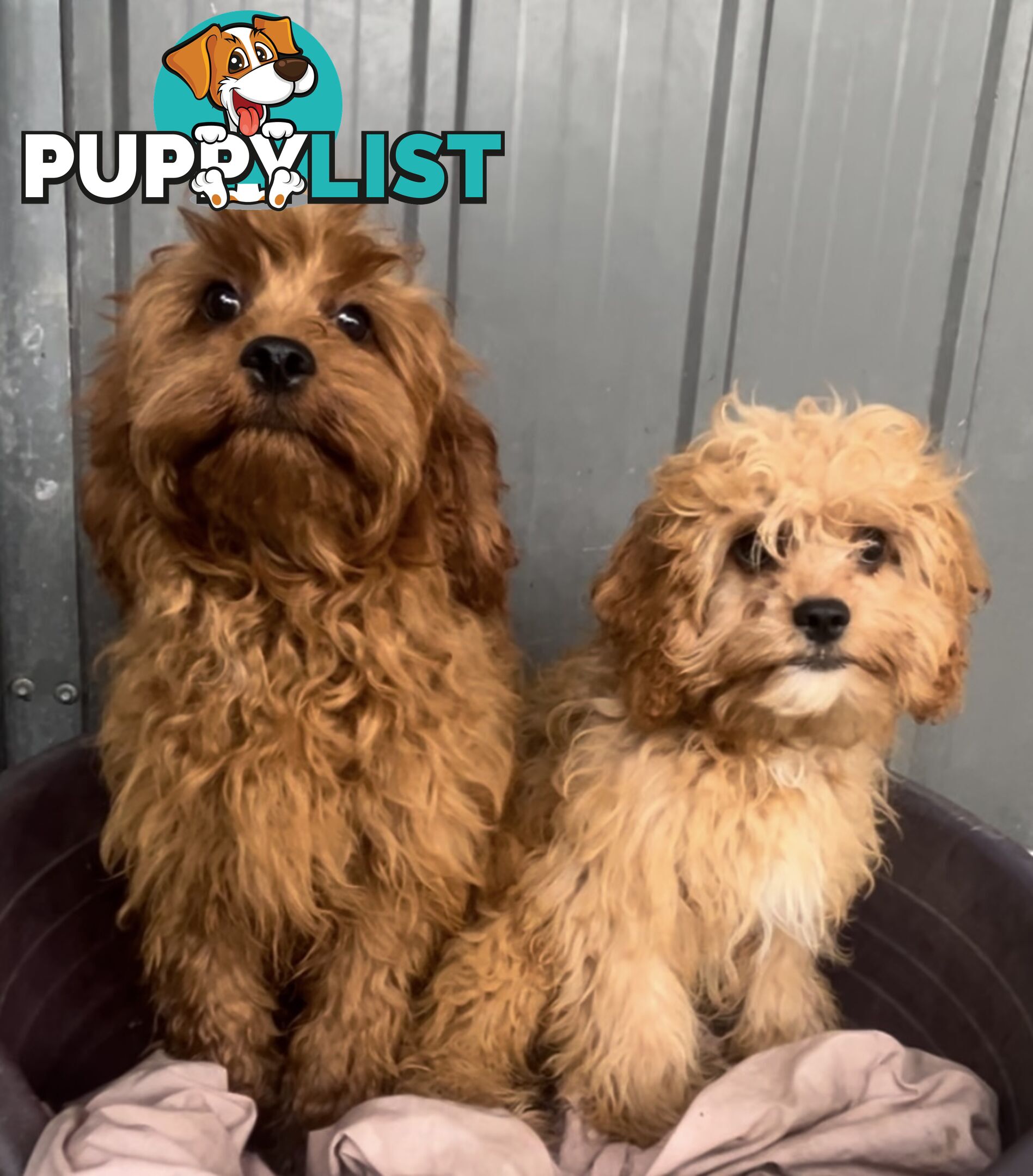 Beautiful cavoodles