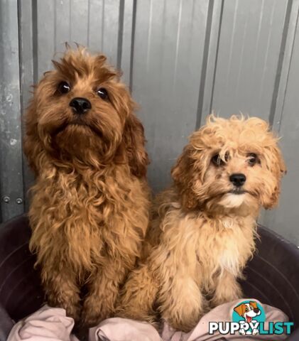 Beautiful cavoodles