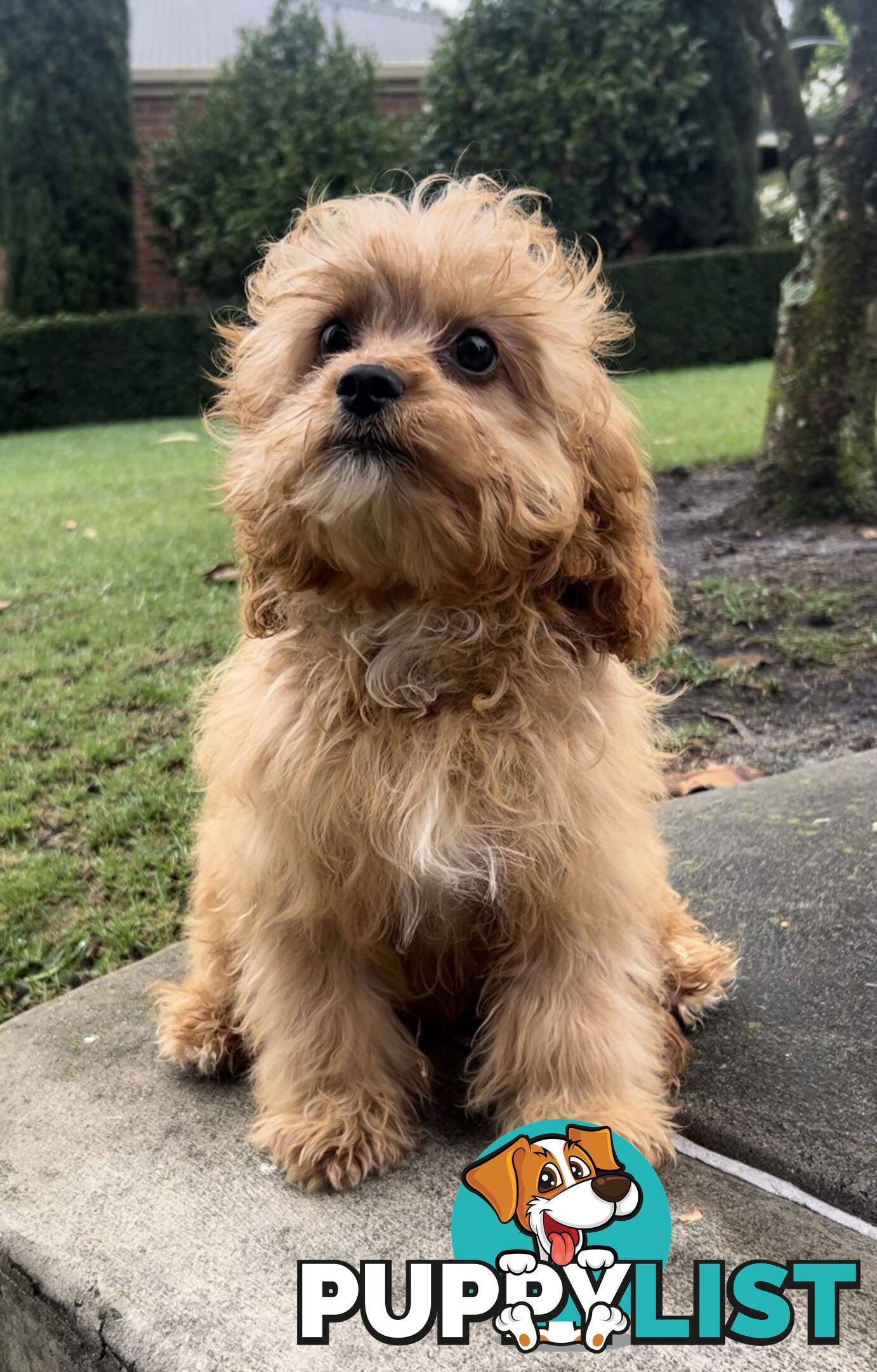 Beautiful cavoodles