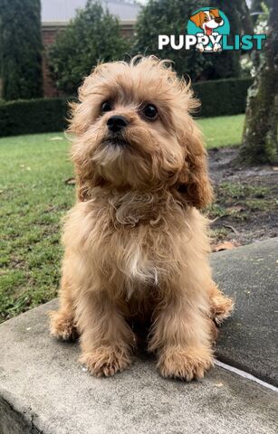 Beautiful cavoodles