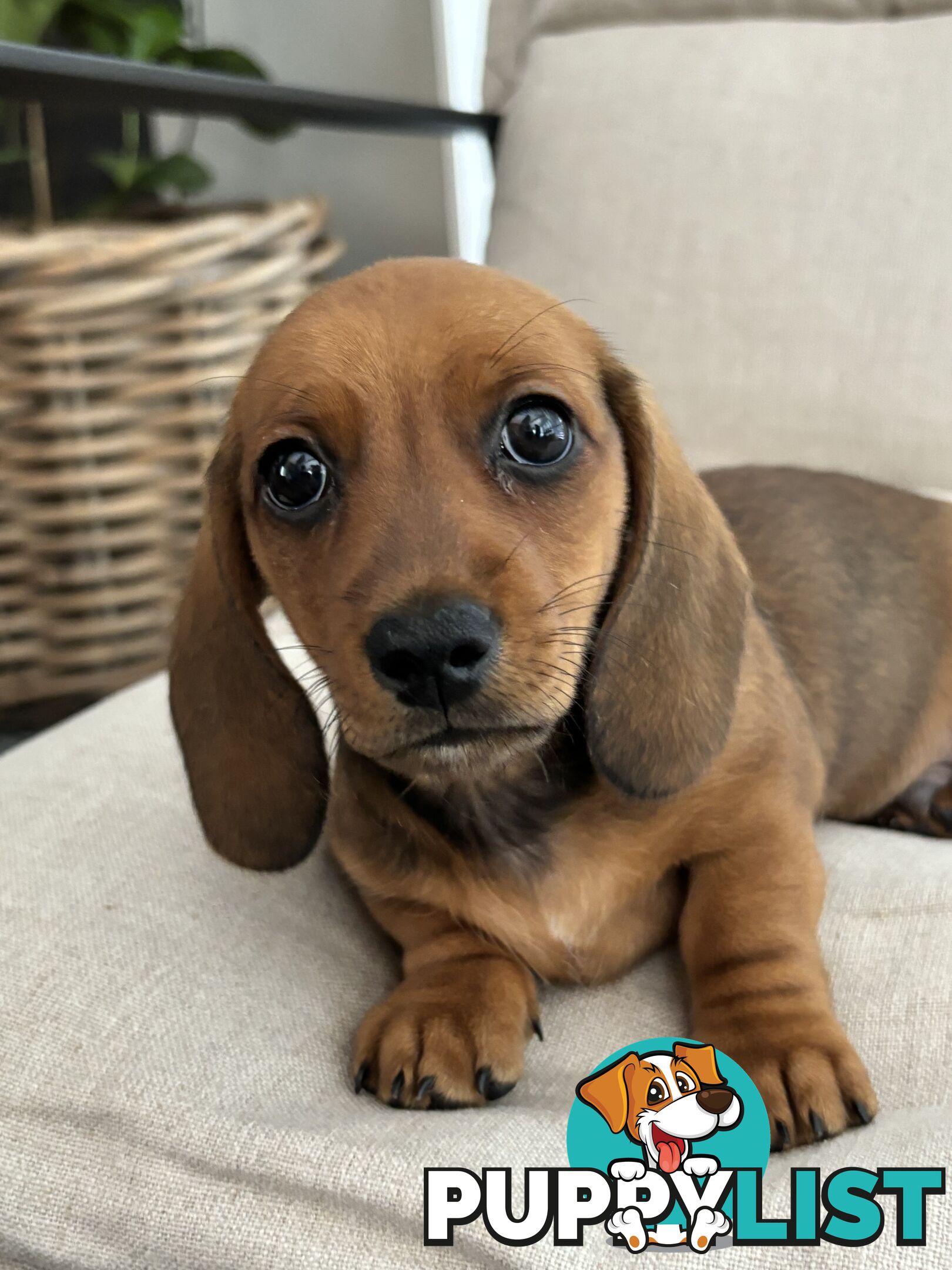 Minni Dachshund