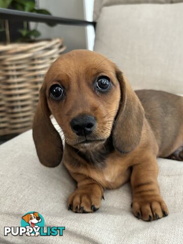 Minni Dachshund