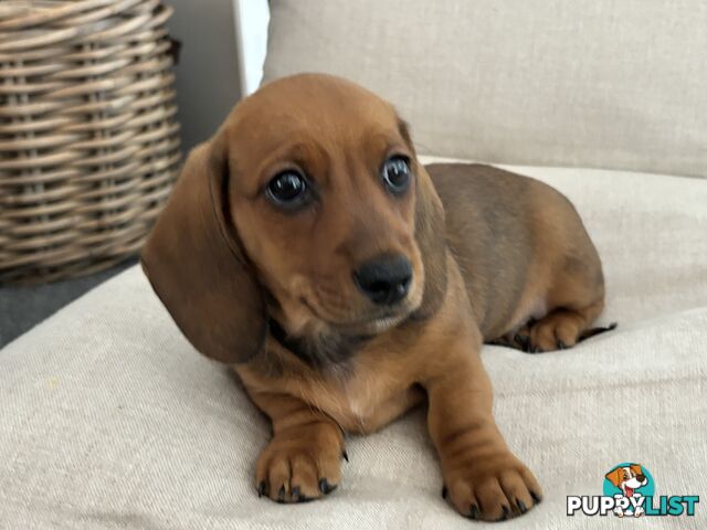 Minni Dachshund