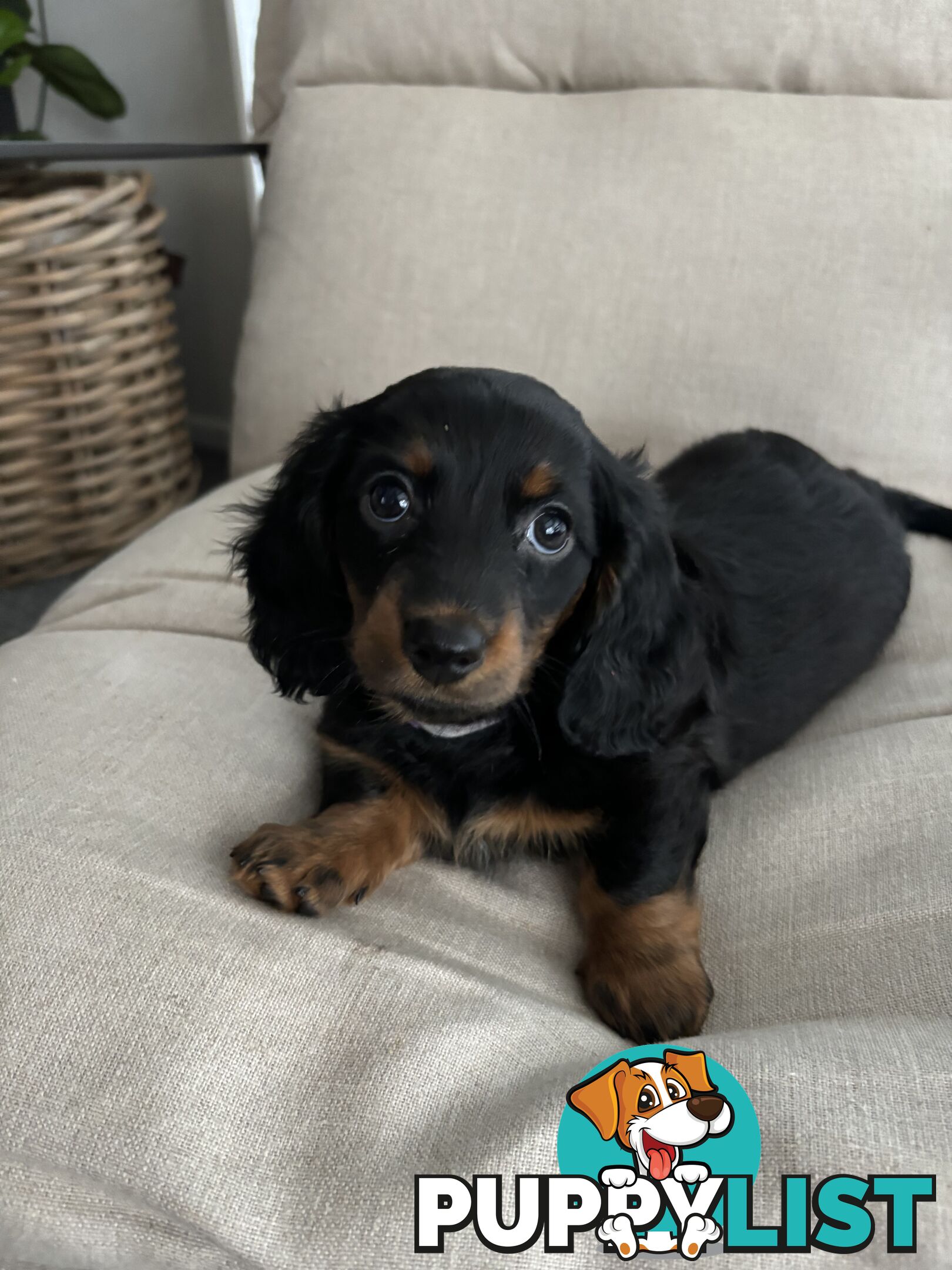 Minni Dachshund