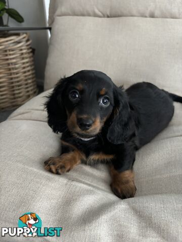 Minni Dachshund