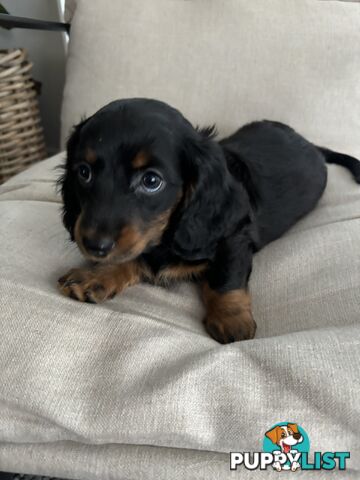 Minni Dachshund