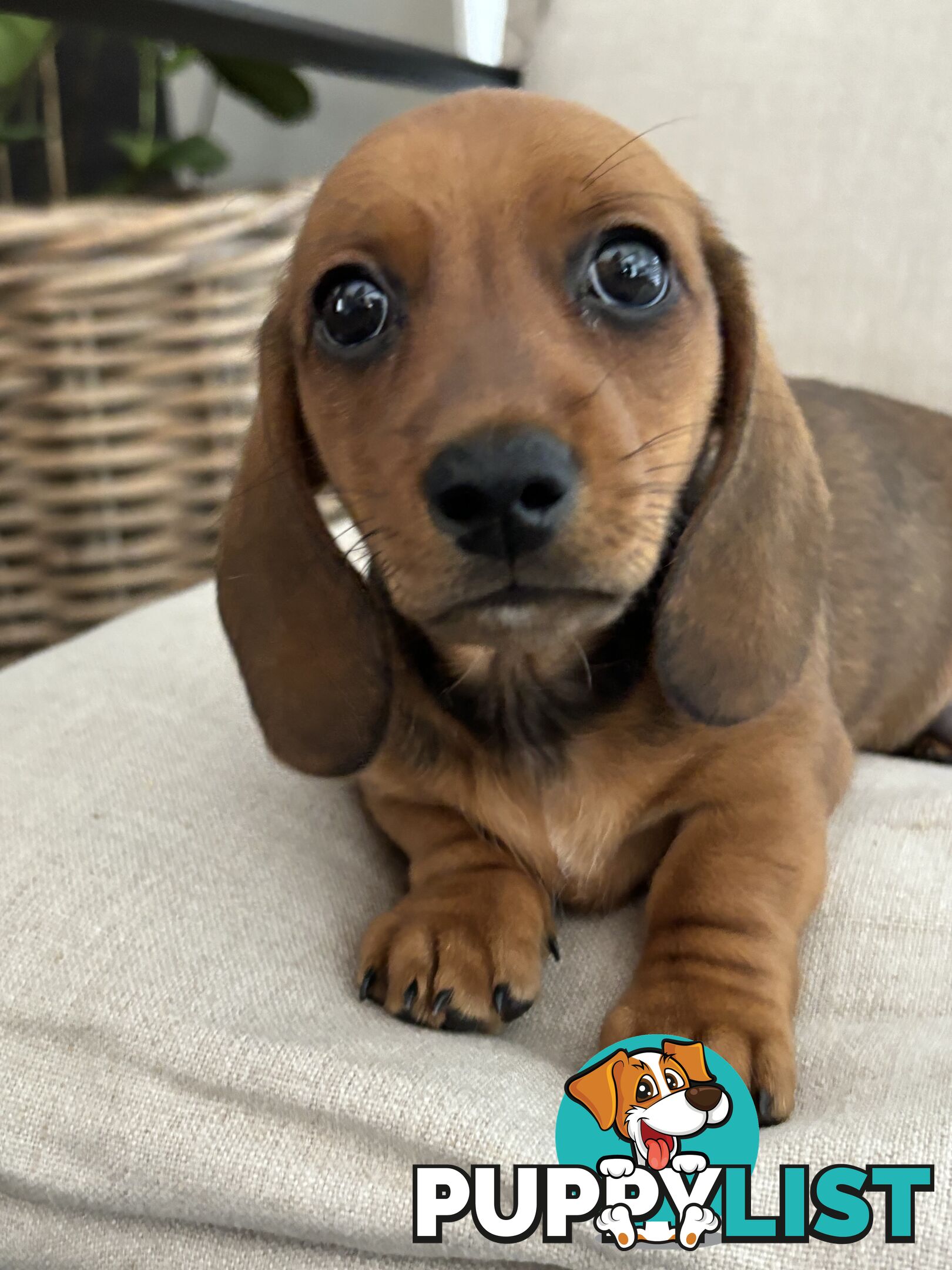 Minni Dachshund