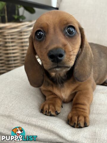 Minni Dachshund