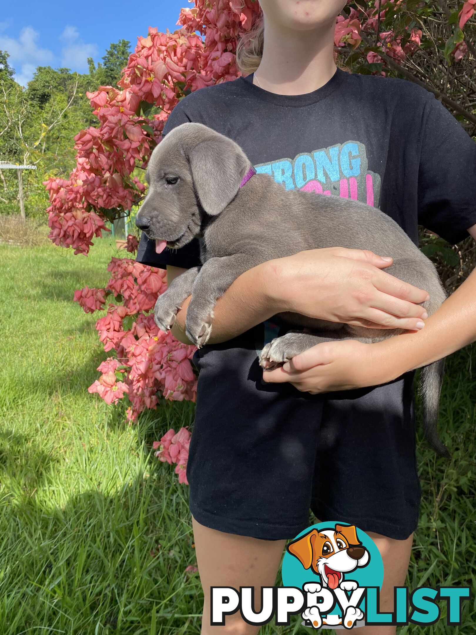 PUREBRED PEDIGREE BLUE GREAT DANE PUPPIES FOR SALE