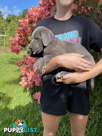 PUREBRED PEDIGREE BLUE GREAT DANE PUPPIES FOR SALE