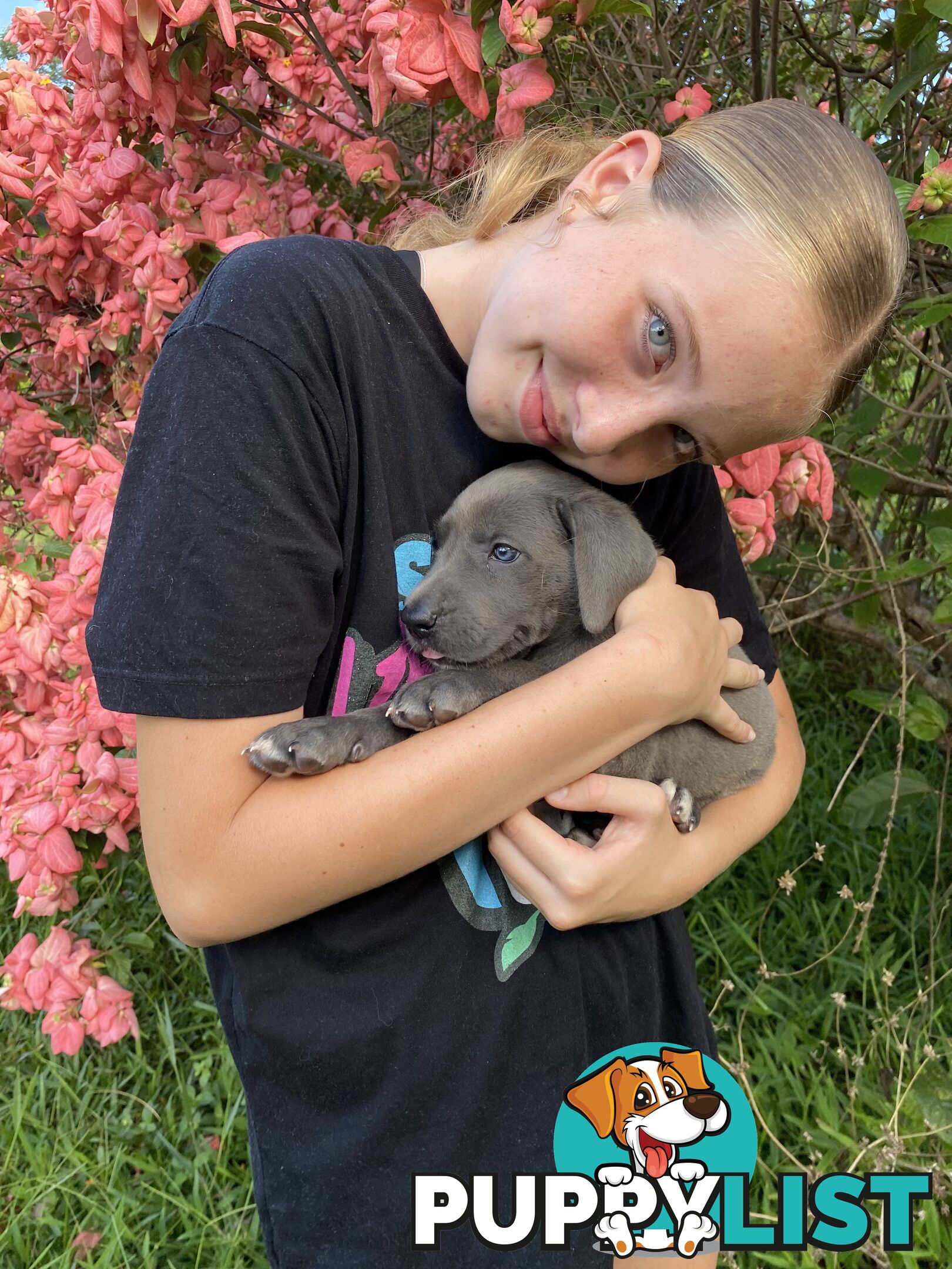 PUREBRED PEDIGREE BLUE GREAT DANE PUPPIES FOR SALE