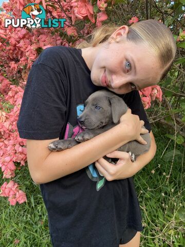 PUREBRED PEDIGREE BLUE GREAT DANE PUPPIES FOR SALE