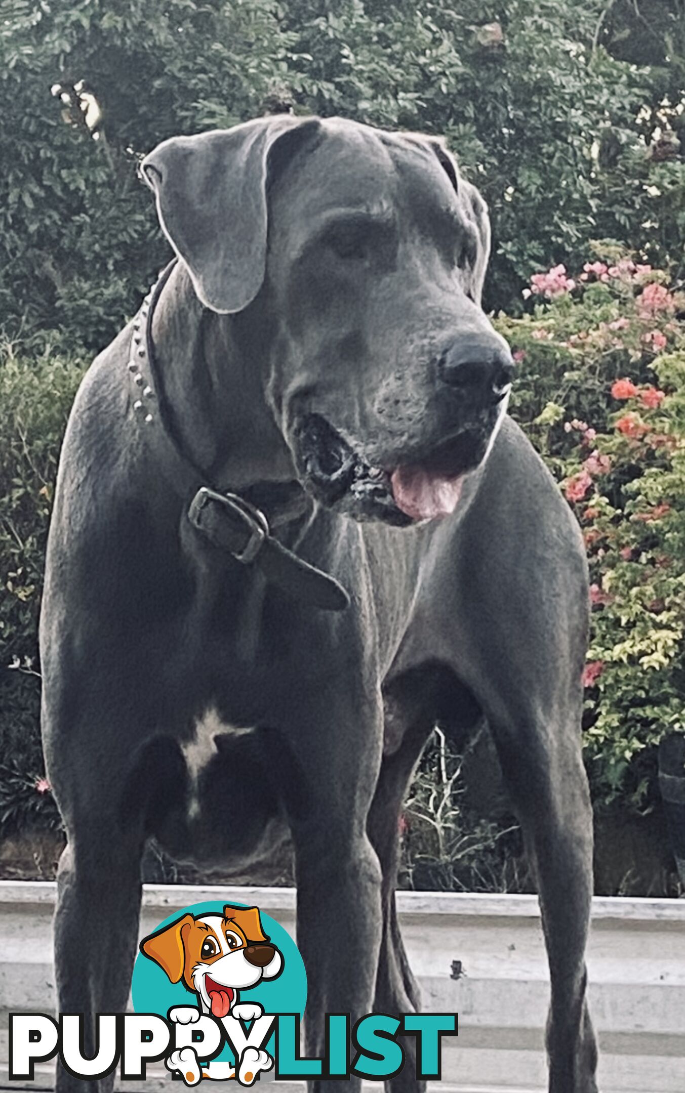 PUREBRED PEDIGREE BLUE GREAT DANE PUPPIES FOR SALE