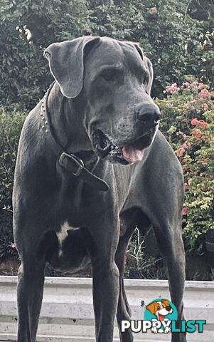 PUREBRED PEDIGREE BLUE GREAT DANE PUPPIES FOR SALE