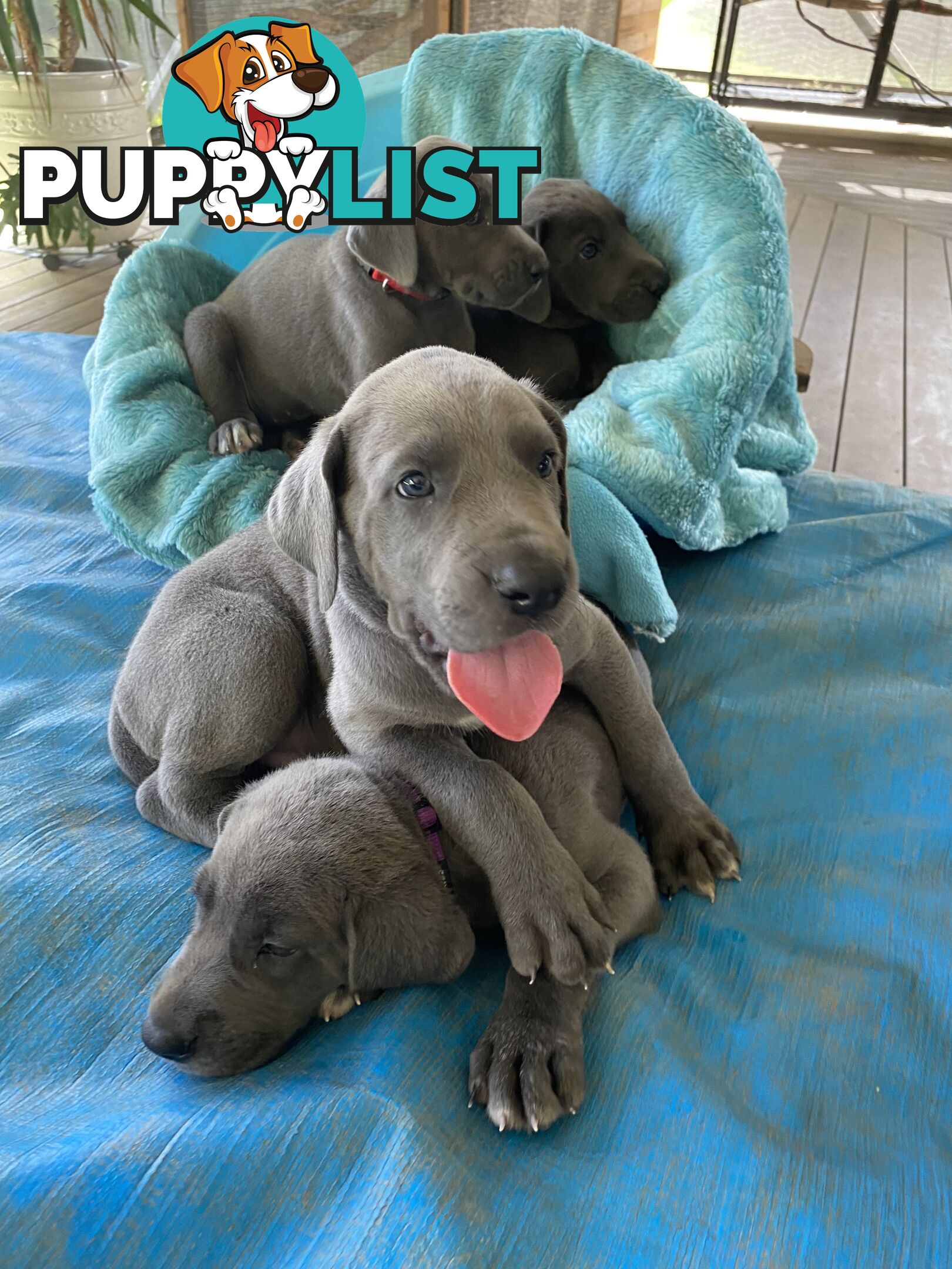 PUREBRED PEDIGREE BLUE GREAT DANE PUPPIES FOR SALE