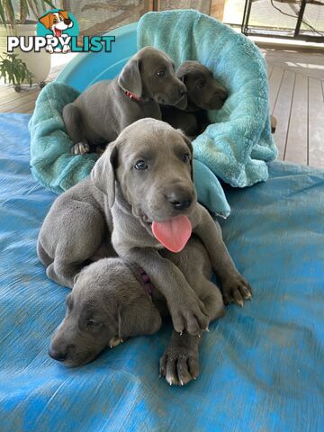 PUREBRED PEDIGREE BLUE GREAT DANE PUPPIES FOR SALE