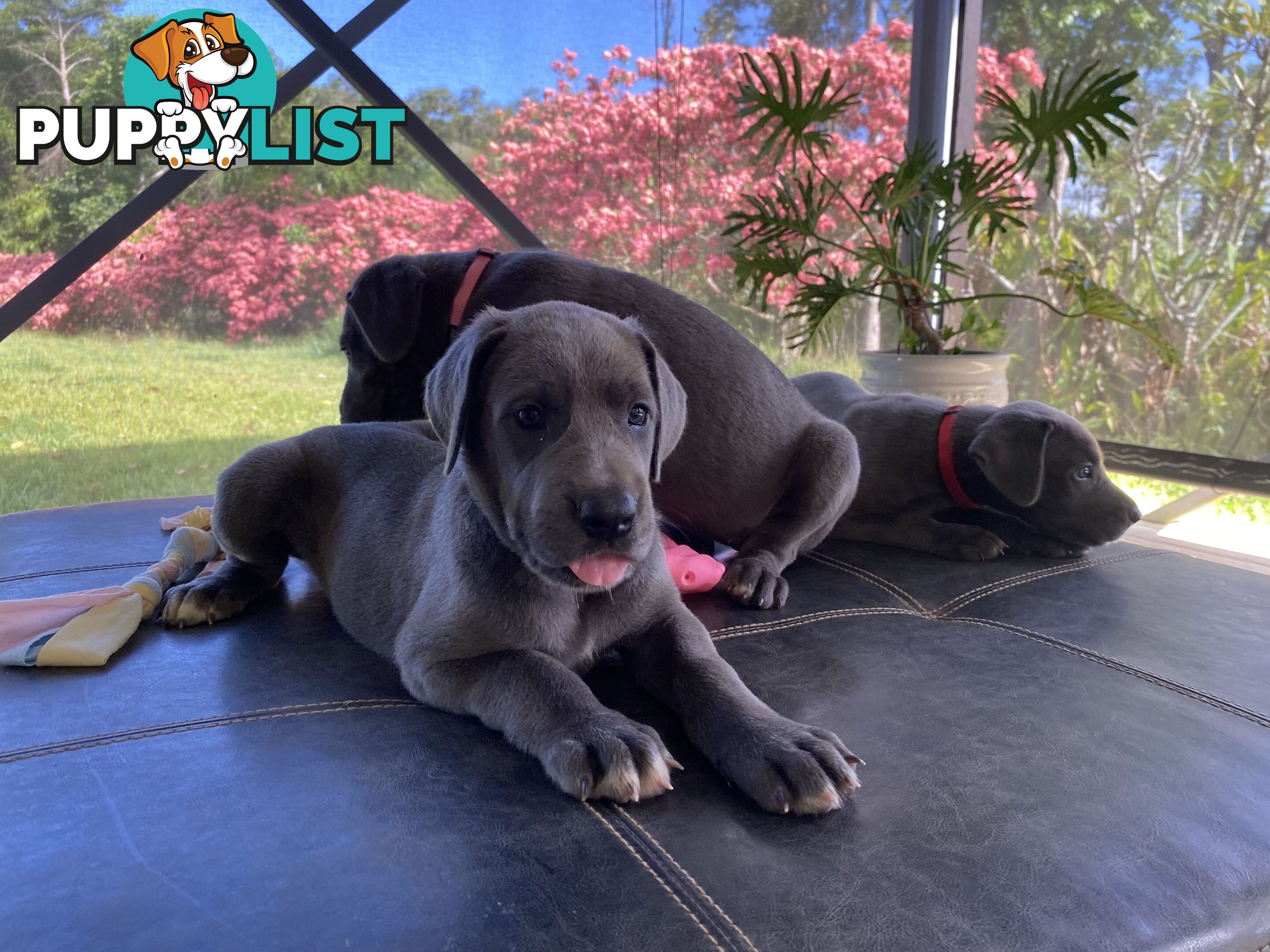 PUREBRED PEDIGREE BLUE GREAT DANE PUPPIES FOR SALE