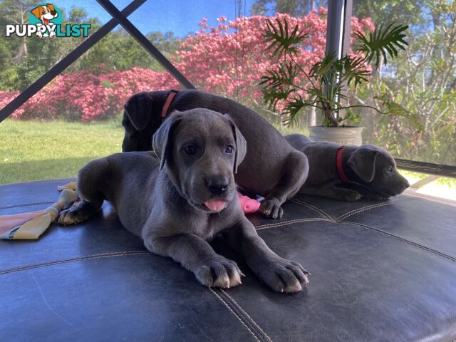 PUREBRED PEDIGREE BLUE GREAT DANE PUPPIES FOR SALE