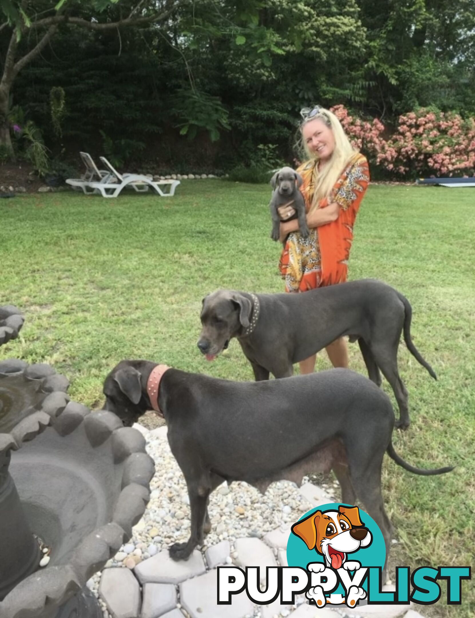 PUREBRED PEDIGREE BLUE GREAT DANE PUPPIES FOR SALE