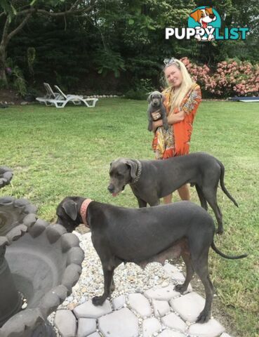 PUREBRED PEDIGREE BLUE GREAT DANE PUPPIES FOR SALE