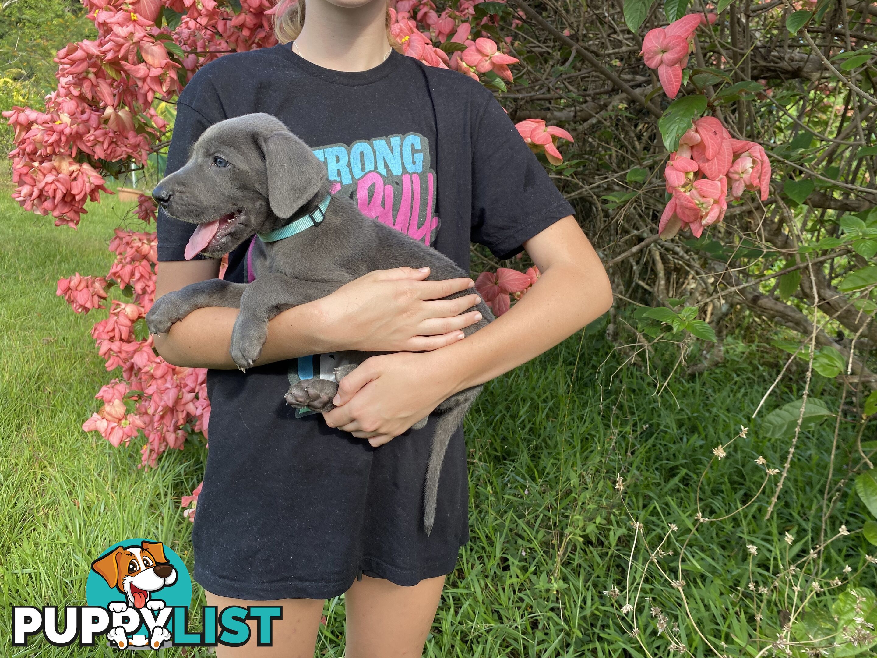 PUREBRED PEDIGREE BLUE GREAT DANE PUPPIES FOR SALE