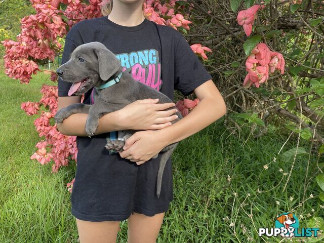 PUREBRED PEDIGREE BLUE GREAT DANE PUPPIES FOR SALE