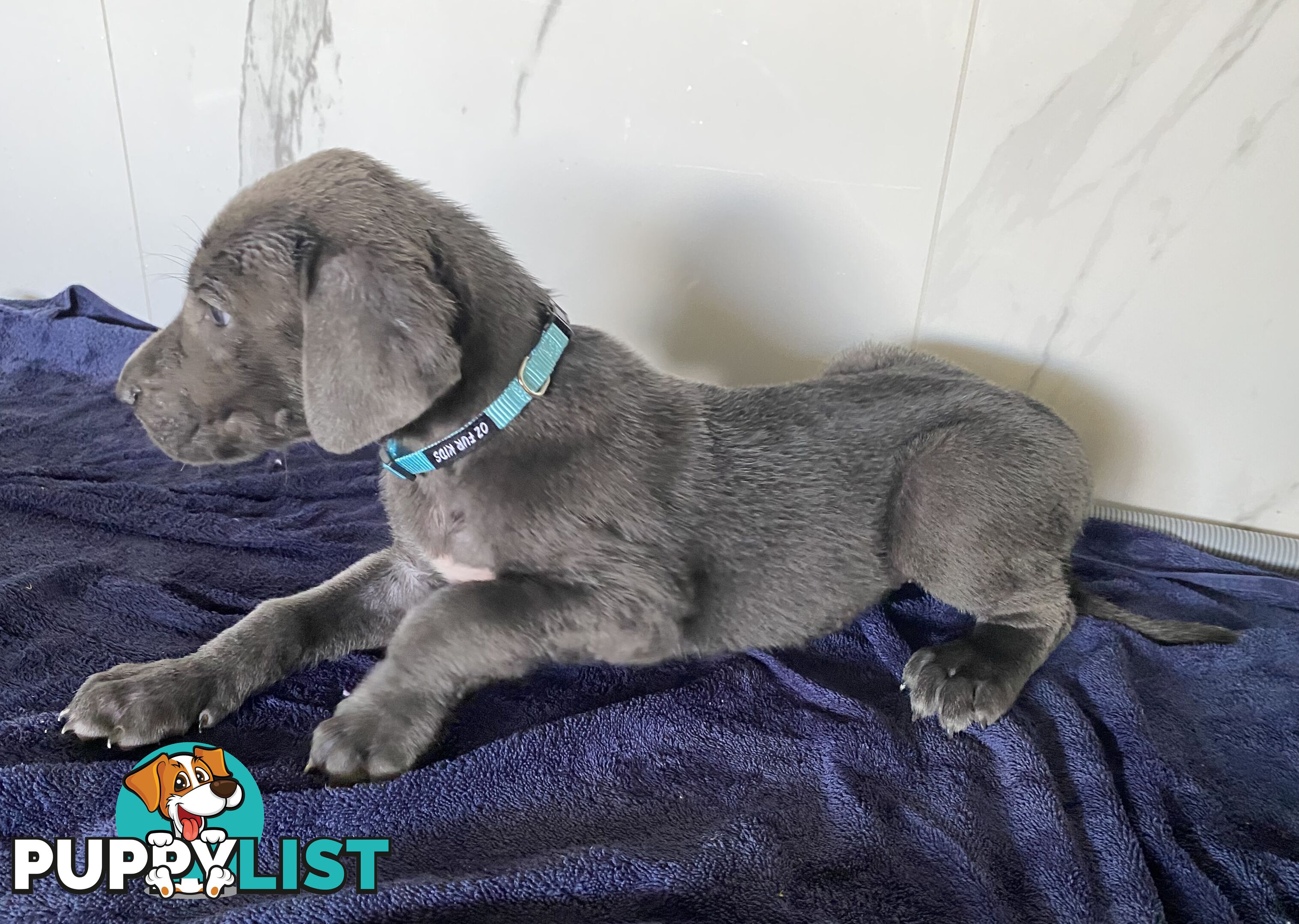 PUREBRED PEDIGREE BLUE GREAT DANE PUPPIES FOR SALE