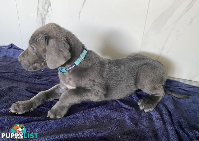 PUREBRED PEDIGREE BLUE GREAT DANE PUPPIES FOR SALE