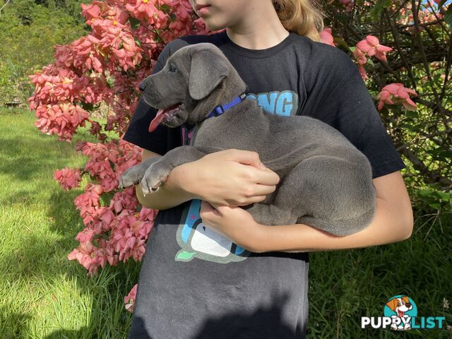 PUREBRED PEDIGREE BLUE GREAT DANE PUPPIES FOR SALE