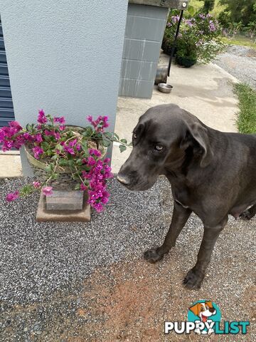 PUREBRED PEDIGREE BLUE GREAT DANE PUPPIES FOR SALE