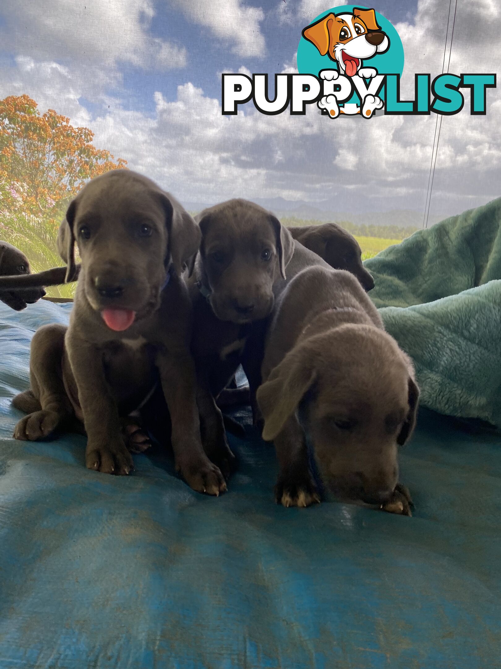 PUREBRED PEDIGREE BLUE GREAT DANE PUPPIES FOR SALE