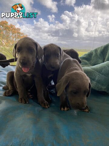 PUREBRED PEDIGREE BLUE GREAT DANE PUPPIES FOR SALE