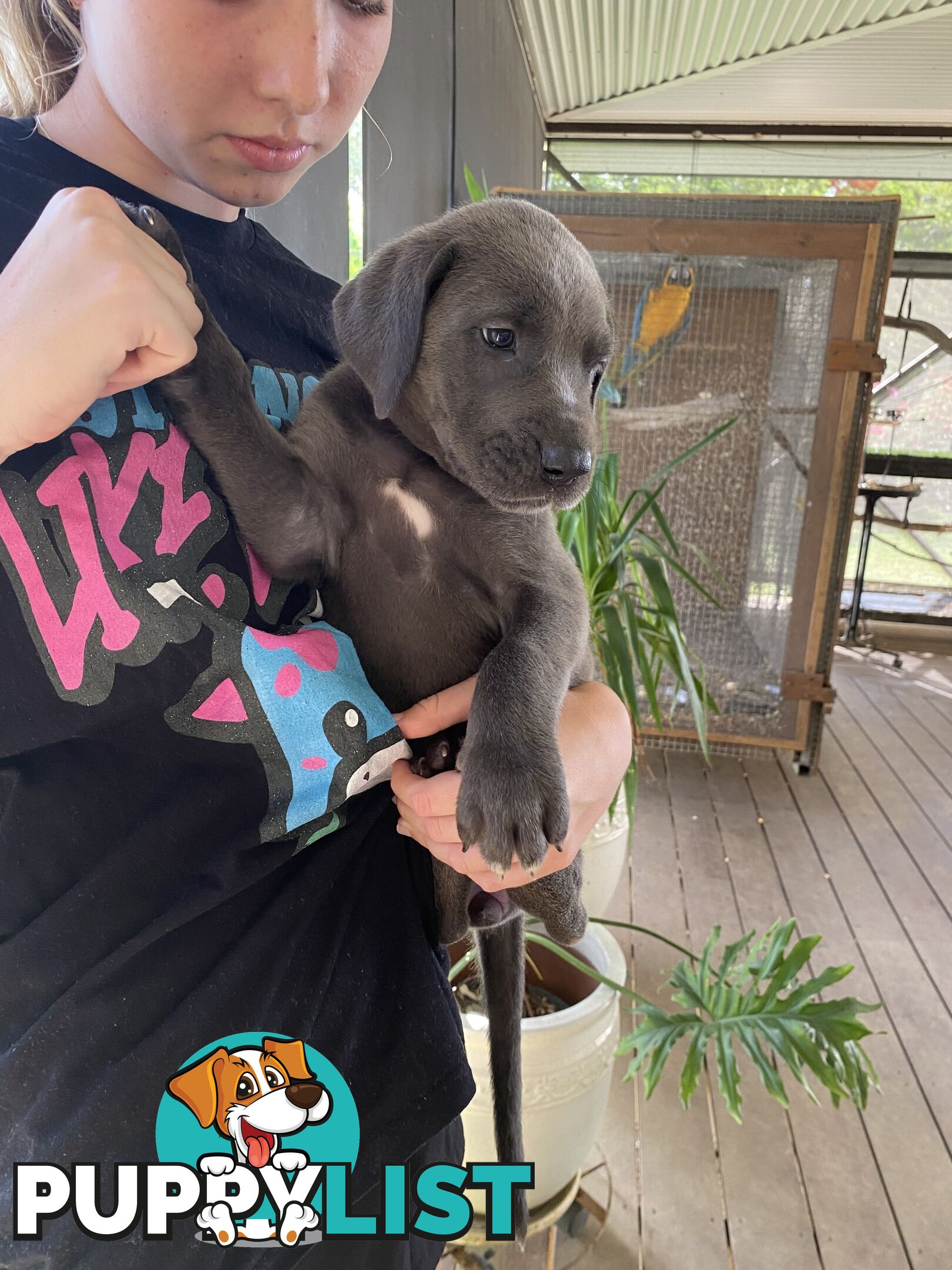 PUREBRED PEDIGREE BLUE GREAT DANE PUPPIES FOR SALE