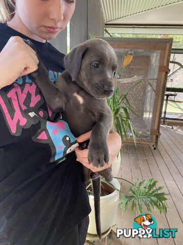 PUREBRED PEDIGREE BLUE GREAT DANE PUPPIES FOR SALE