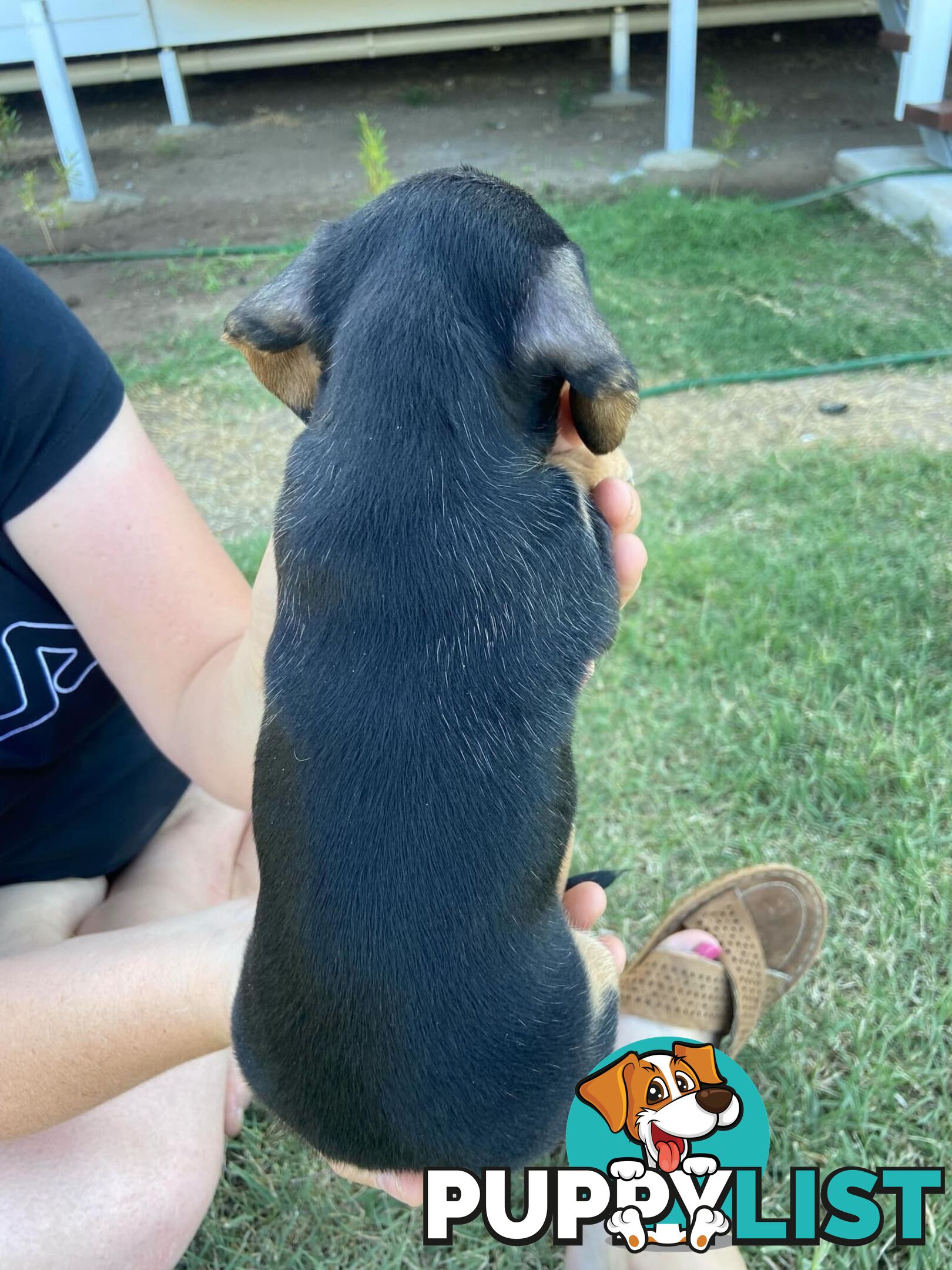 Purebred miniature dachshund puppies