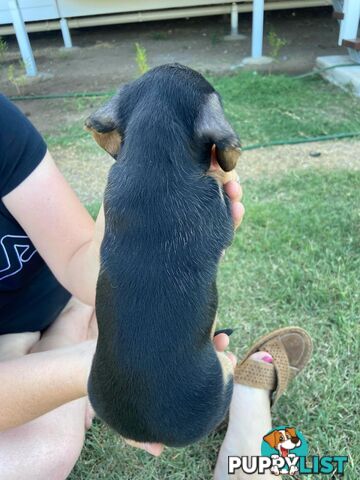 Purebred miniature dachshund puppies